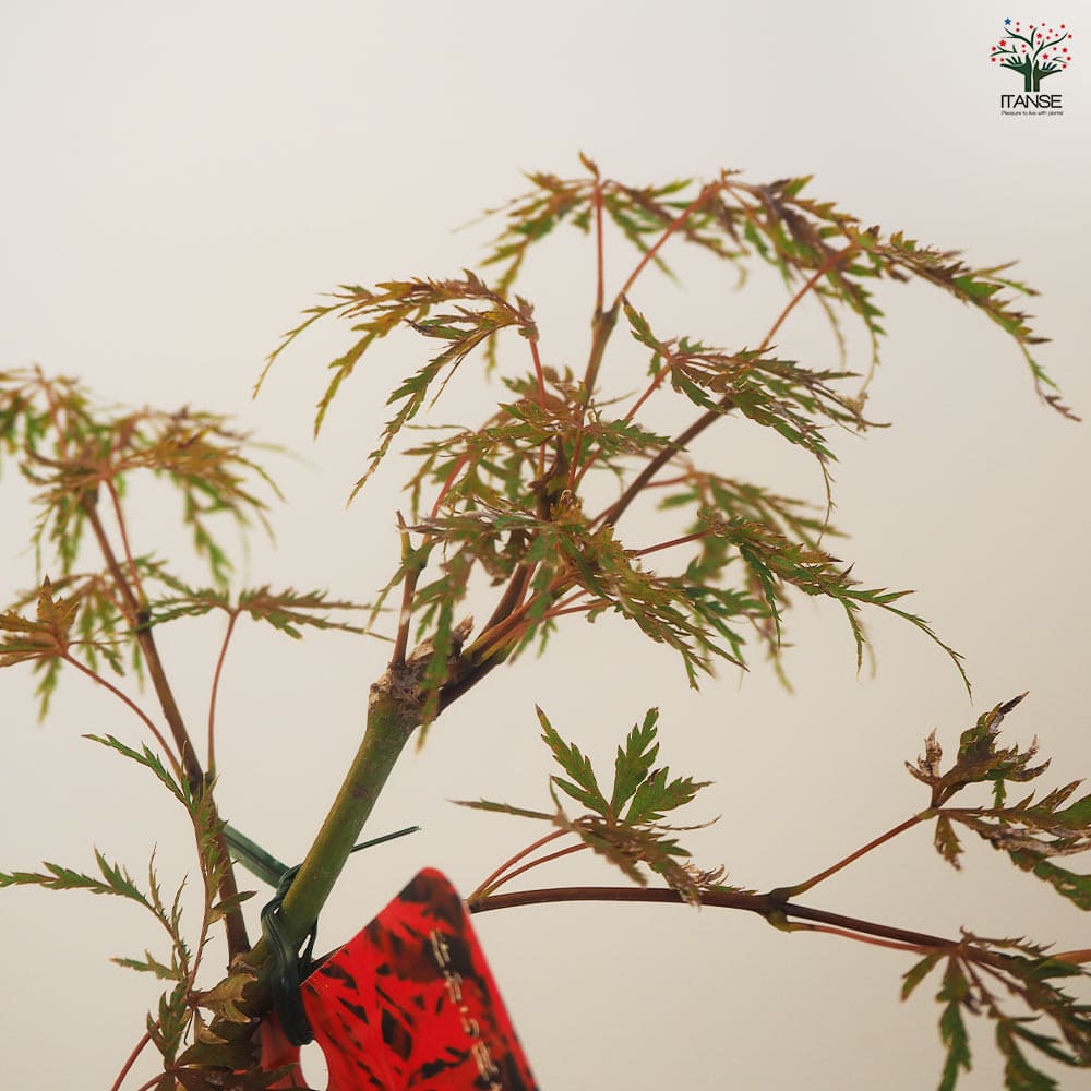 モミジ ガーネット 【花木苗 3.5号／1個売り】｜ 【植物のITANSE