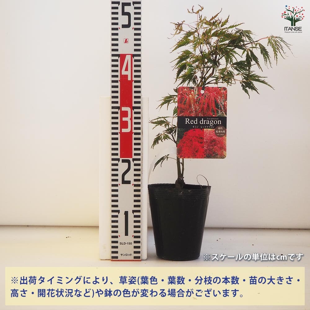 モミジ レッドドラゴン 【花木苗 4号／1個売り】｜ 【植物の