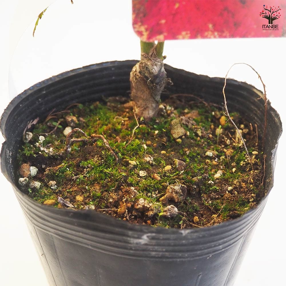 パシフィックレッドダイド 専用苗 パシフィックレッドダイド 専用苗 【公式通販】