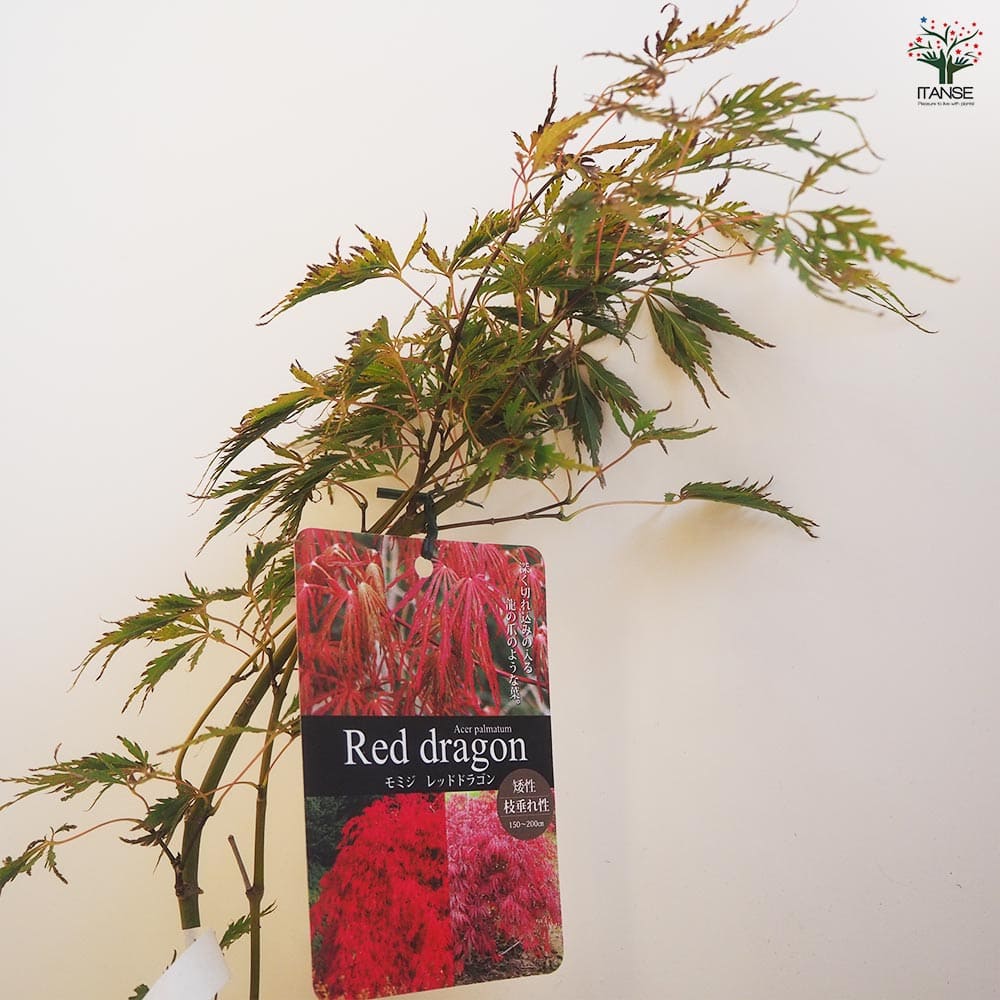 モミジ レッドドラゴン 【花木苗 4号／1個売り】｜ 【植物の