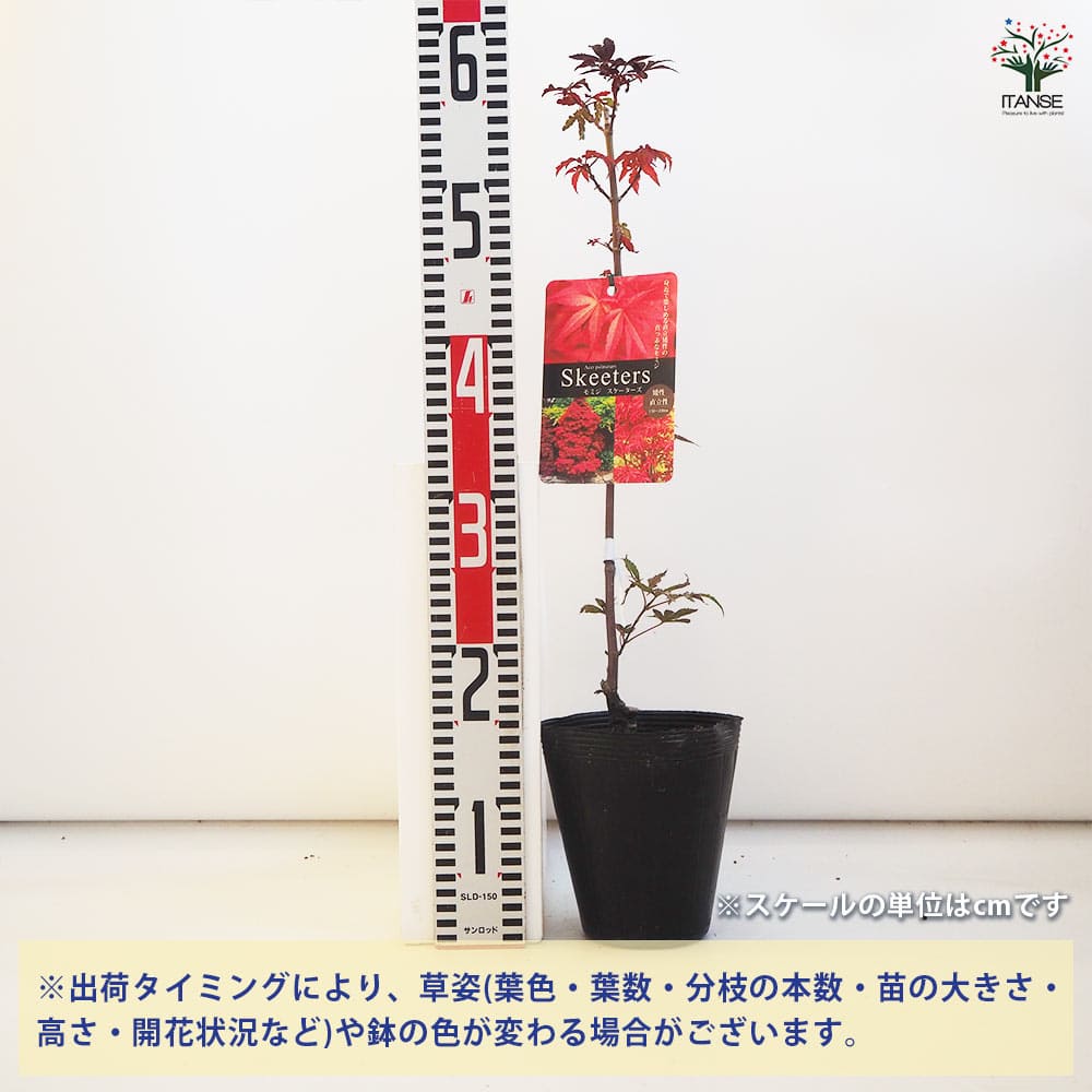 モミジ スケーターズ 【花木苗 4号／1個売り】｜ 【植物のITANSE