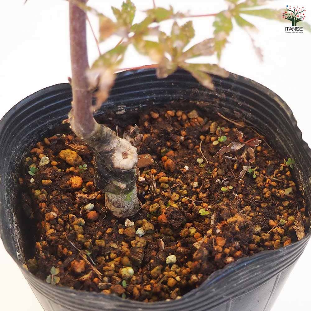 モミジ スケーターズ 【花木苗 4号／1個売り】｜ 【植物のITANSE