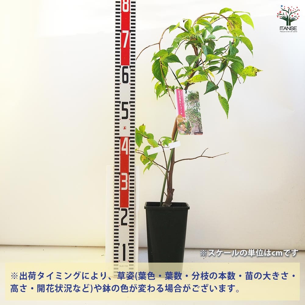 現品》イロハモミジ 株立ち 樹高2.0m（根鉢含まず）125【紅葉/苗木/植木