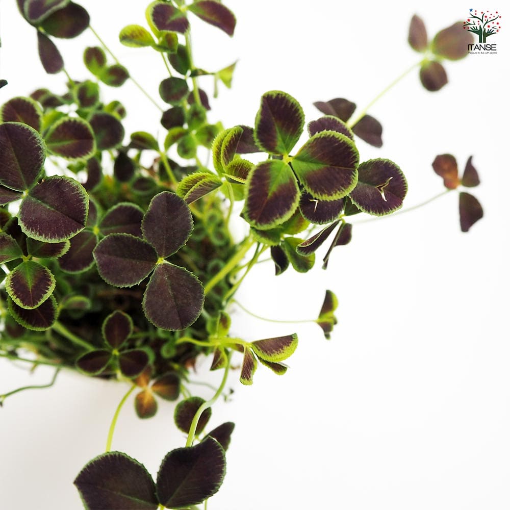 プリンセスクローバー ダークデビー 【花苗 2.5号】｜ 【植物の