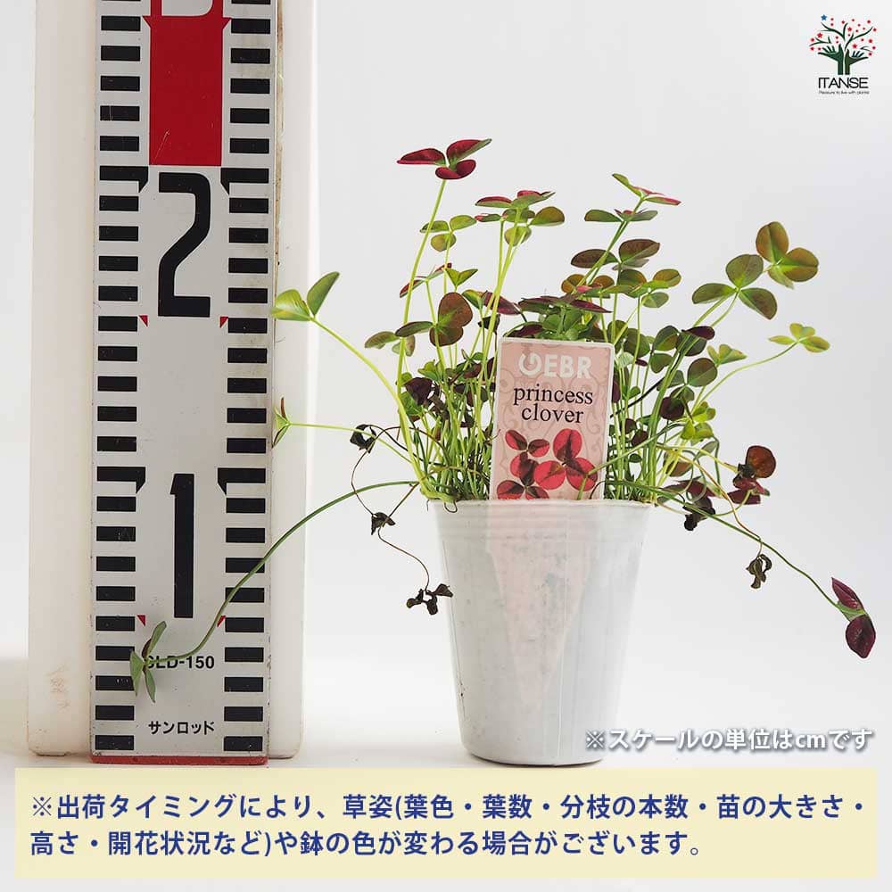 プリンセスクローバー イザベラ 【花苗 2.5号】｜ 【植物の