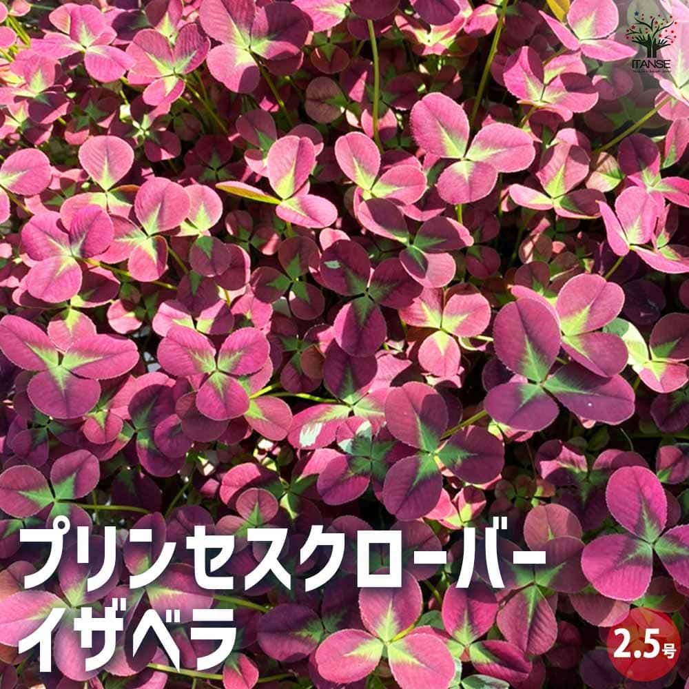 プリンセスクローバー イザベラ 【花苗 2.5号】