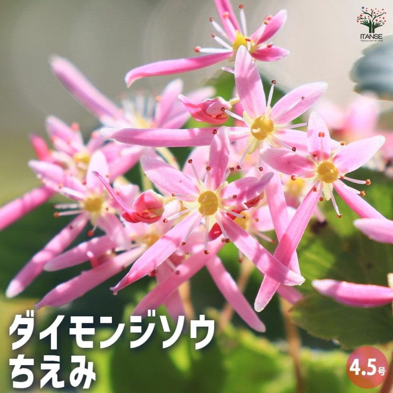アエオニウム アンナ錦 【多肉植物 3～3.5号】｜ 【植物のITANSE