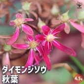 大文字草(ダイモンジソウ) 秋葉 【花苗 4.5号／1個売り】|花苗