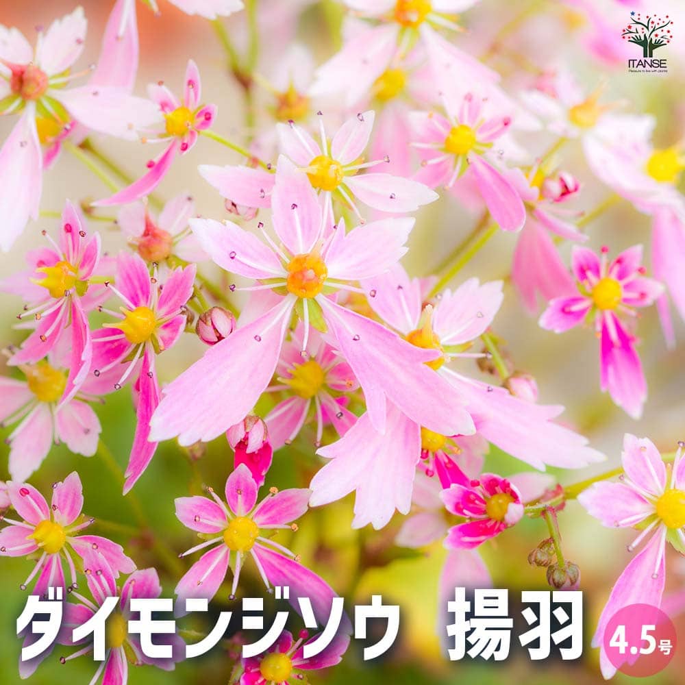 完売 縁起植物＊お花が「大」の形でとても可憐【大文字草 