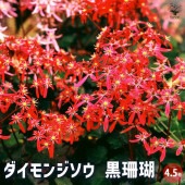大文字草(ダイモンジソウ) 黒珊瑚 【花苗 4.5号／1個売り】|花苗