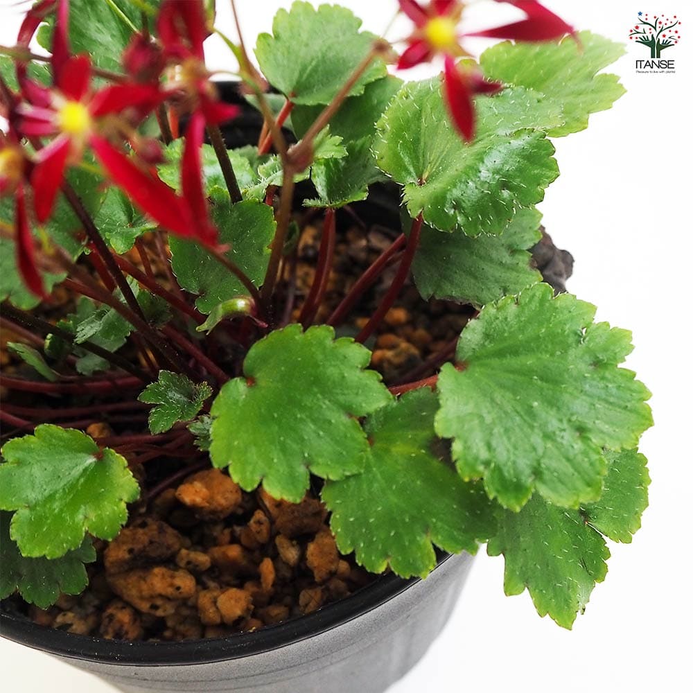 504mi44☆色無地 地紋 植物文 葉 くすんだ辛子色☆美品 504mi44☆色無地 地紋 植物文 葉 くすんだ辛子色☆美品