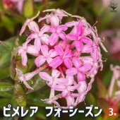 ピメレア フォーシーズン 【花木苗 3号】|花苗
