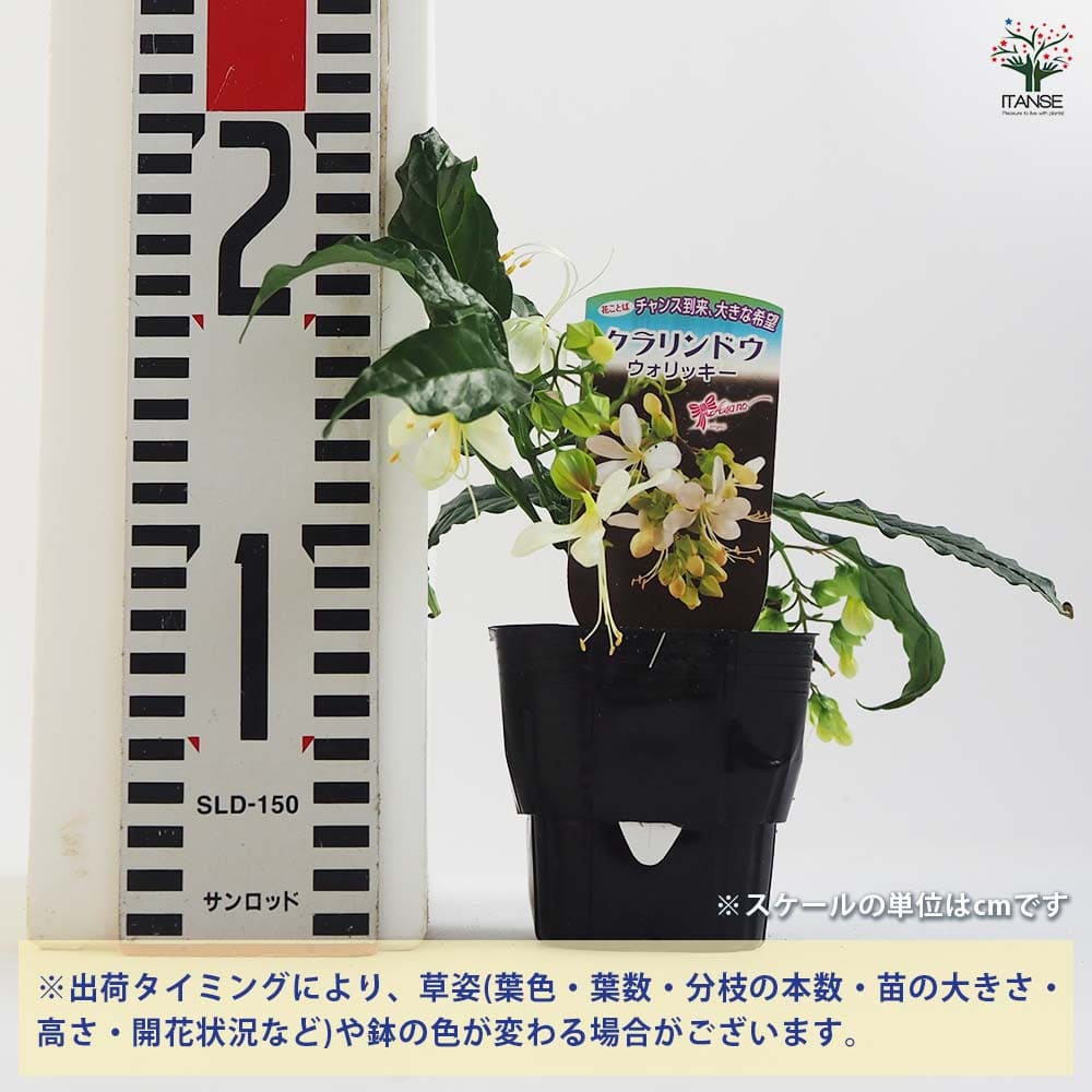 クラリンドウ ウォリッキー 【花木苗 3号】｜ 【植物のITANSE