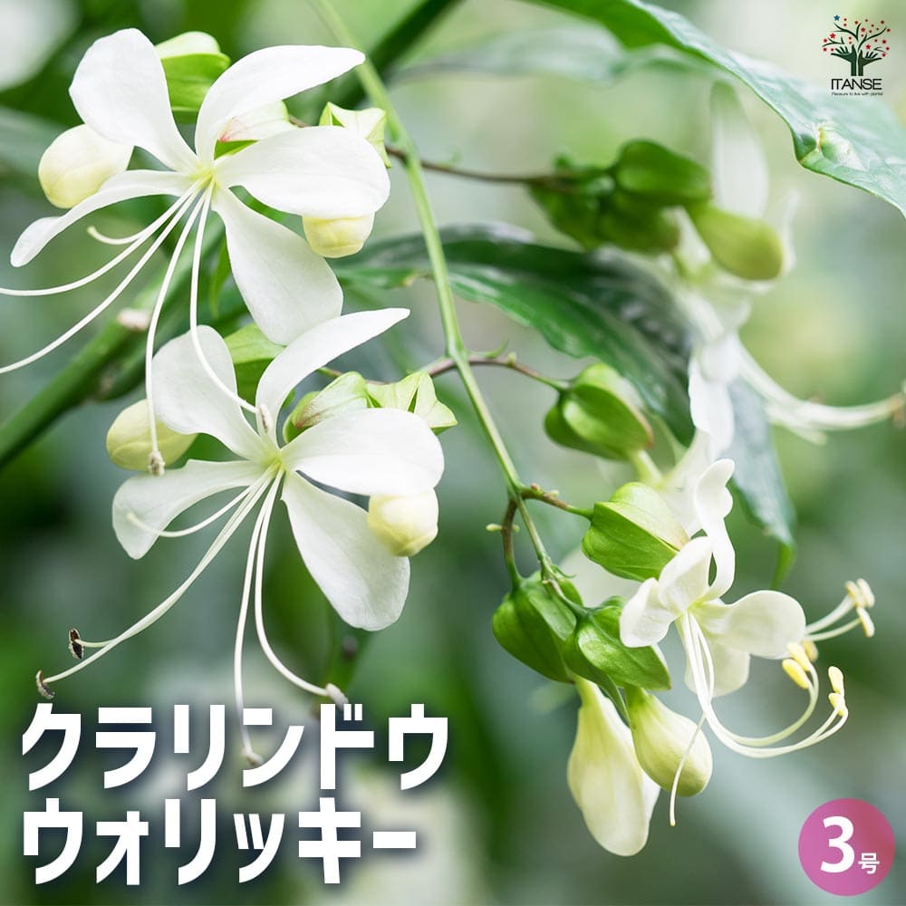 クラリンドウ　苗　白/ホワイト　花木　観葉植物 クラリンドウ ウォリッキー 【花木苗 3号】｜ 【植物のITANSE