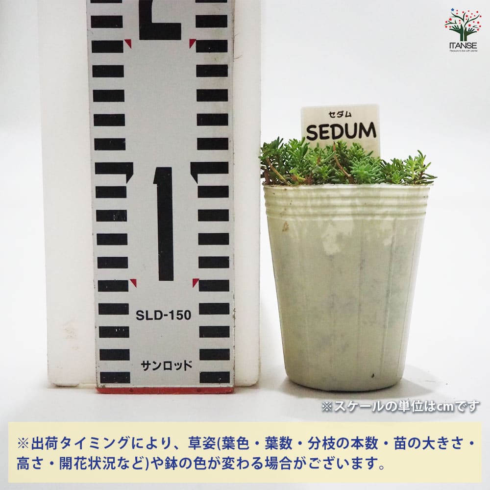 セダム アクレ 【多肉植物 2.5号／1個～】｜ 【植物の