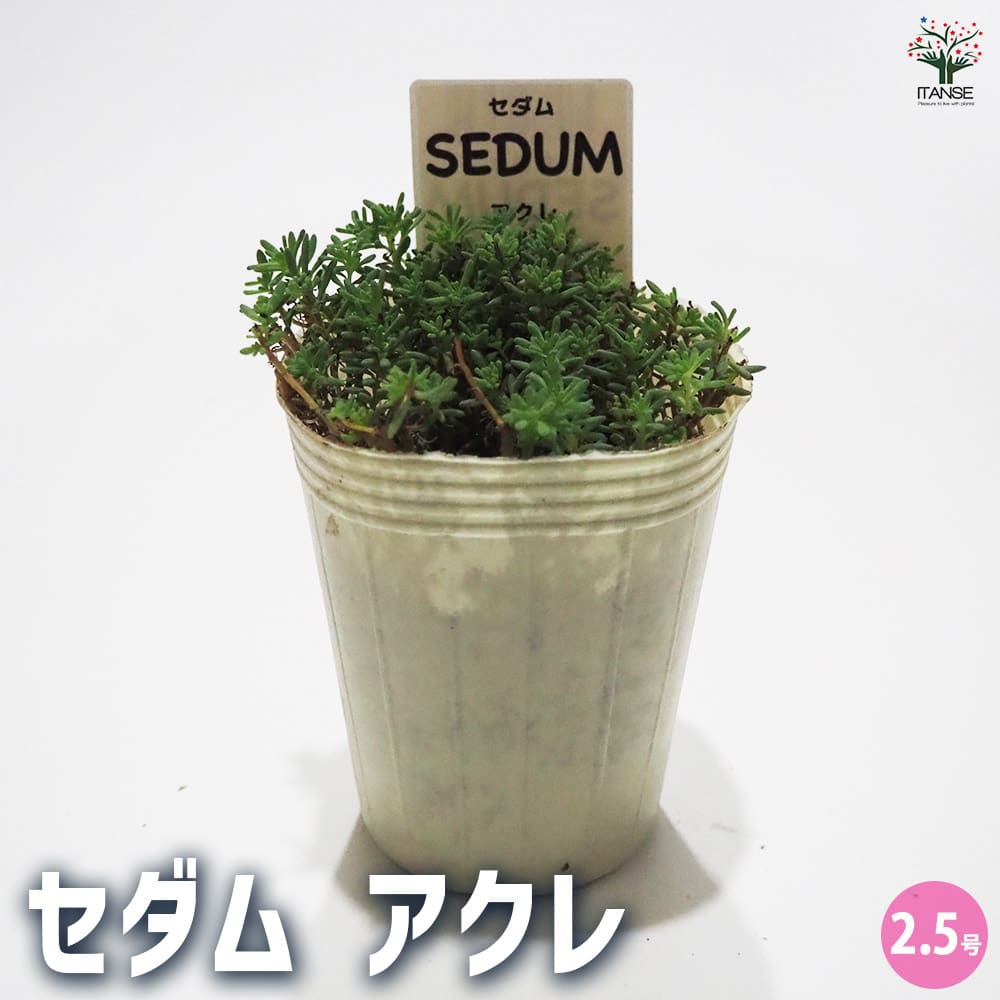 セダム アクレ 【多肉植物 2.5号／1個～】