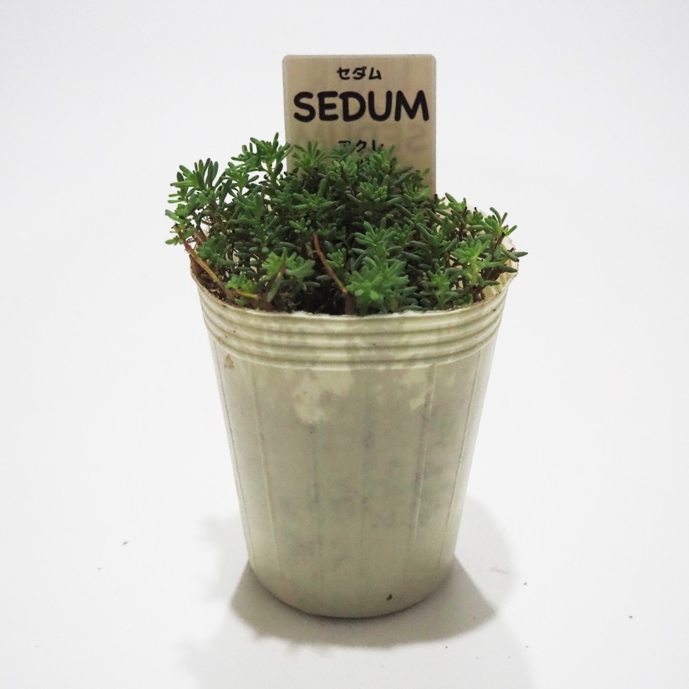 セダム アクレ 【多肉植物 2.5号／1個～】｜ 【植物のITANSE