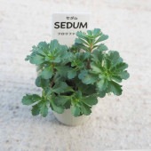 セダム フロリファラム 【多肉植物 2.5号／1個〜】|多肉植物