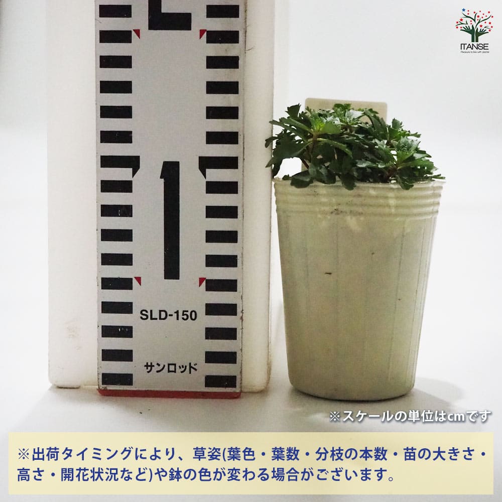 セダム フロリファラム 【多肉植物 2.5号／1個～】｜ 【植物の