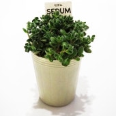 セダム クラッスラ デービット 【多肉植物 2.5号／1個〜】|多肉植物