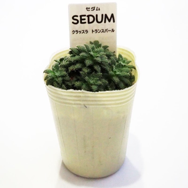 【marudoraさま専用】MIB 挿木苗 ほか2点 新着商品の一覧 | 【モンベルジェ】果樹苗木・生果・農業資材の通信