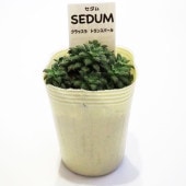 セダム クラッスラ トランスパール 【多肉植物 2.5号／1個〜】|多肉植物