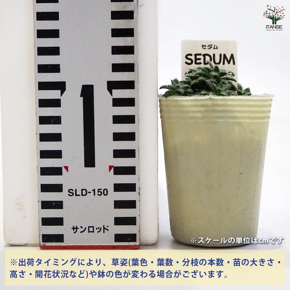 多肉植物❤️ プリンセスパール ❤️1頭19cm!拔き苗！セダム  おまけ 多肉植物❤️ プリンセスパール ❤️1頭19cm!拔き苗！セダム おまけ
