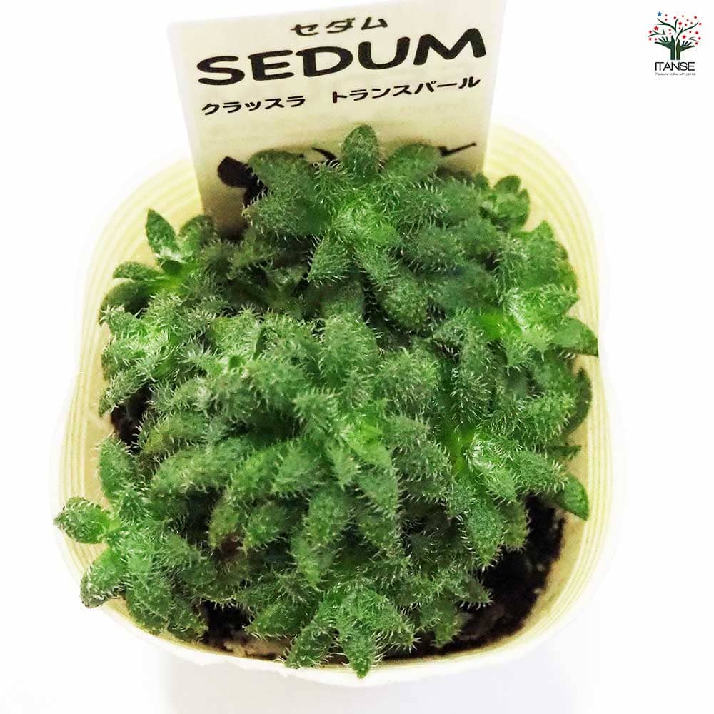セダム クラッスラ トランスパール 【多肉植物 2.5号／1個