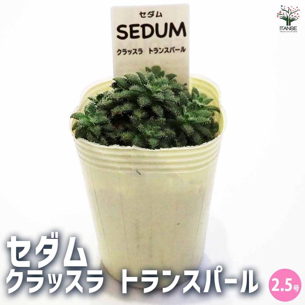 セダム クラッスラ トランスパール 【多肉植物 2.5号／1個～】
