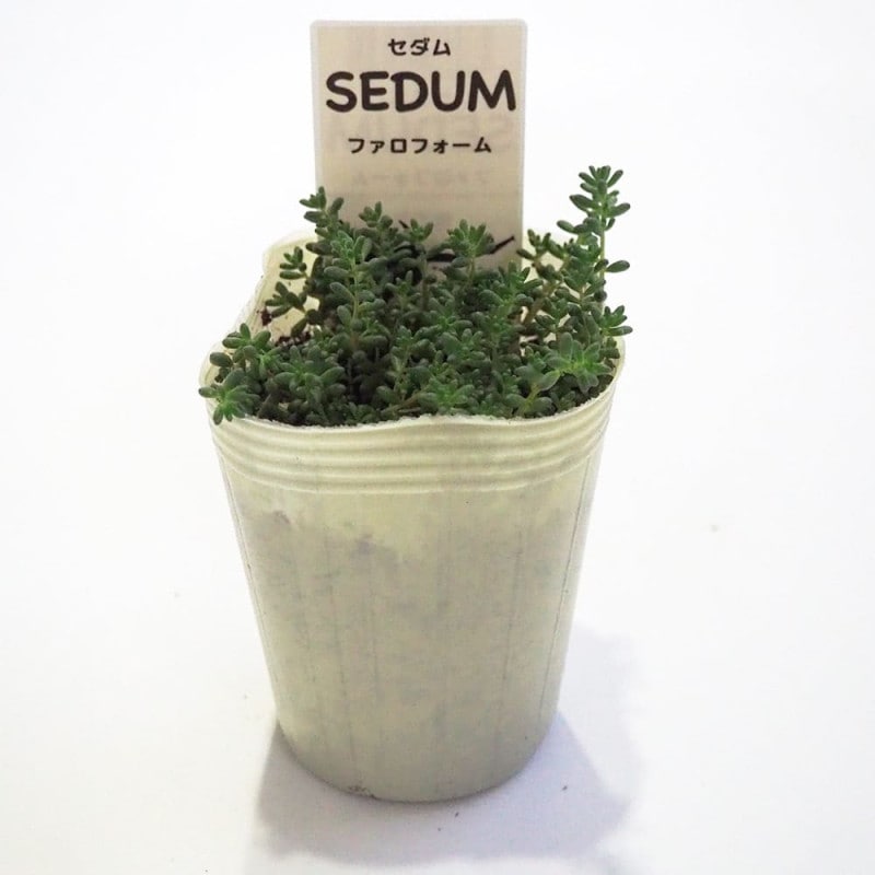 斑入オーブリエチア バリエガータ 【花苗 3号ポット】｜ 【植物