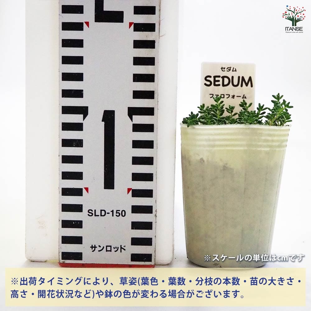 セダム ファロフォーム 【多肉植物 2.5号／1個～】｜ 【植物の