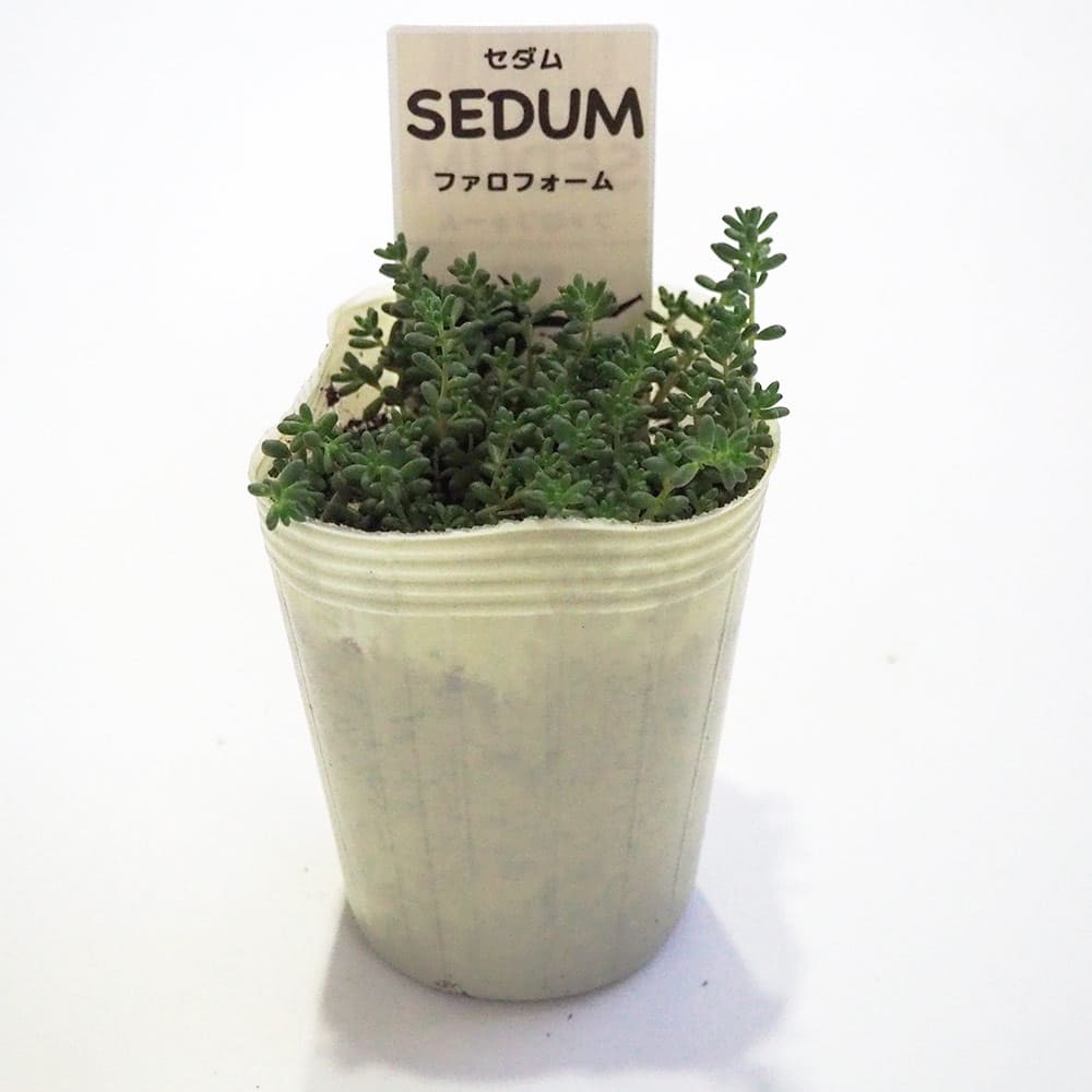 セダム ファロフォーム 【多肉植物 2.5号／1個～】