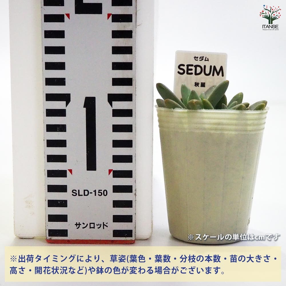 セダム 秋麗 【多肉植物 2.5号／1個～】｜ 【植物のITANSE