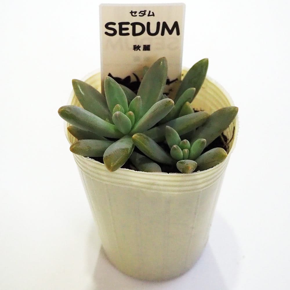 ご確認用 多肉 多肉植物4センチポット 25個セット | watanabe flowergarden