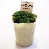 セダム レティジア 【多肉植物 2.5号／1個〜】|多肉植物