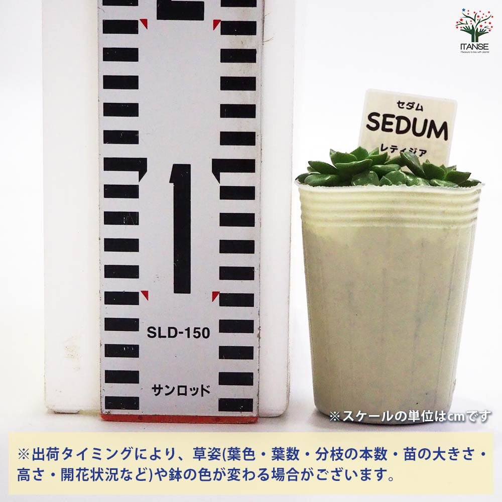 セダム レティジア 【多肉植物 2.5号／1個～】｜ 【植物のITANSE