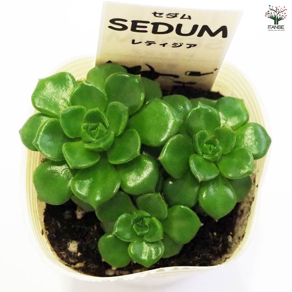 セダム レティジア 【多肉植物 2.5号／1個～】｜ 【植物のITANSE