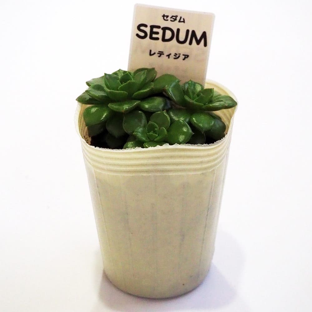 セダム レティジア 【多肉植物 2.5号／1個～】｜ 【植物のITANSE
