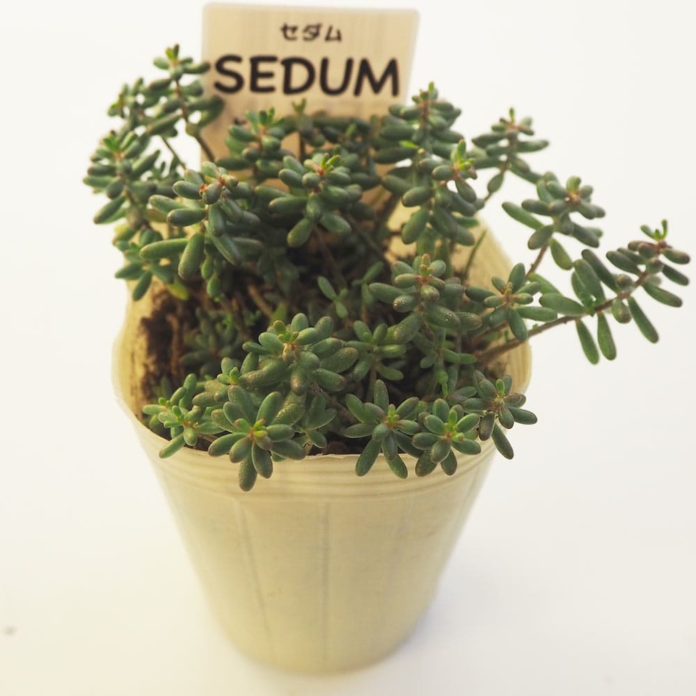 セダム ヒレブランディ 【多肉植物 2.5号／1個～】｜ 【植物の