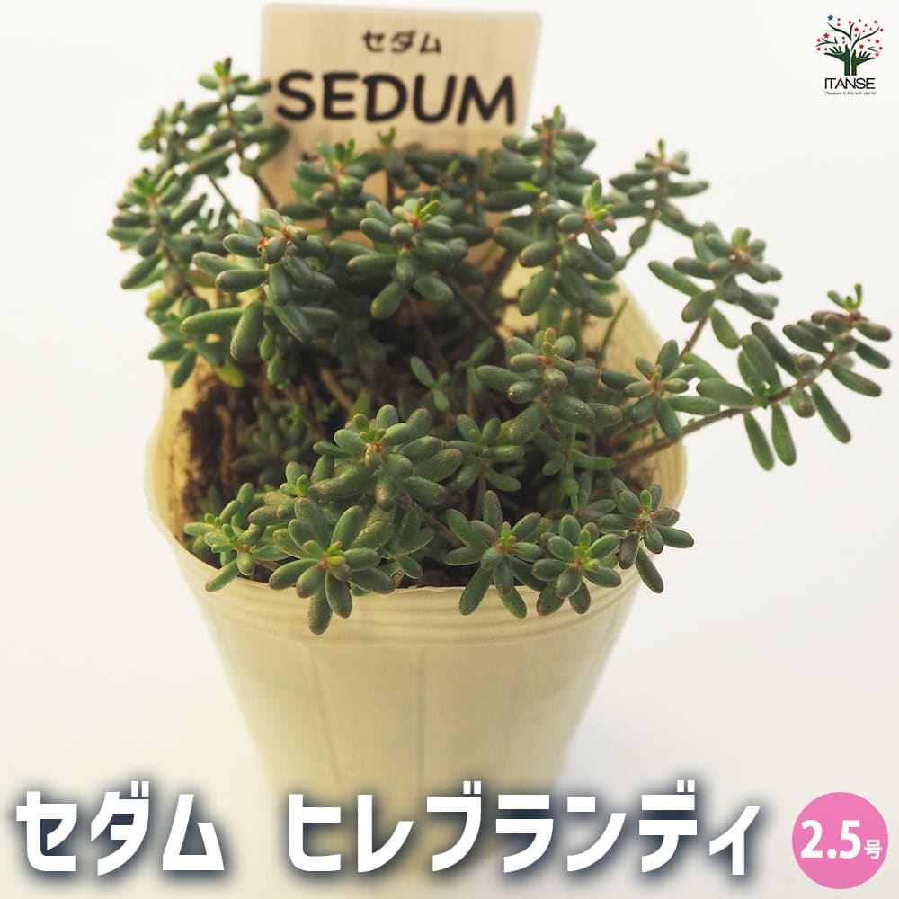 セダム ヒレブランディ 【多肉植物 2.5号／1個～】
