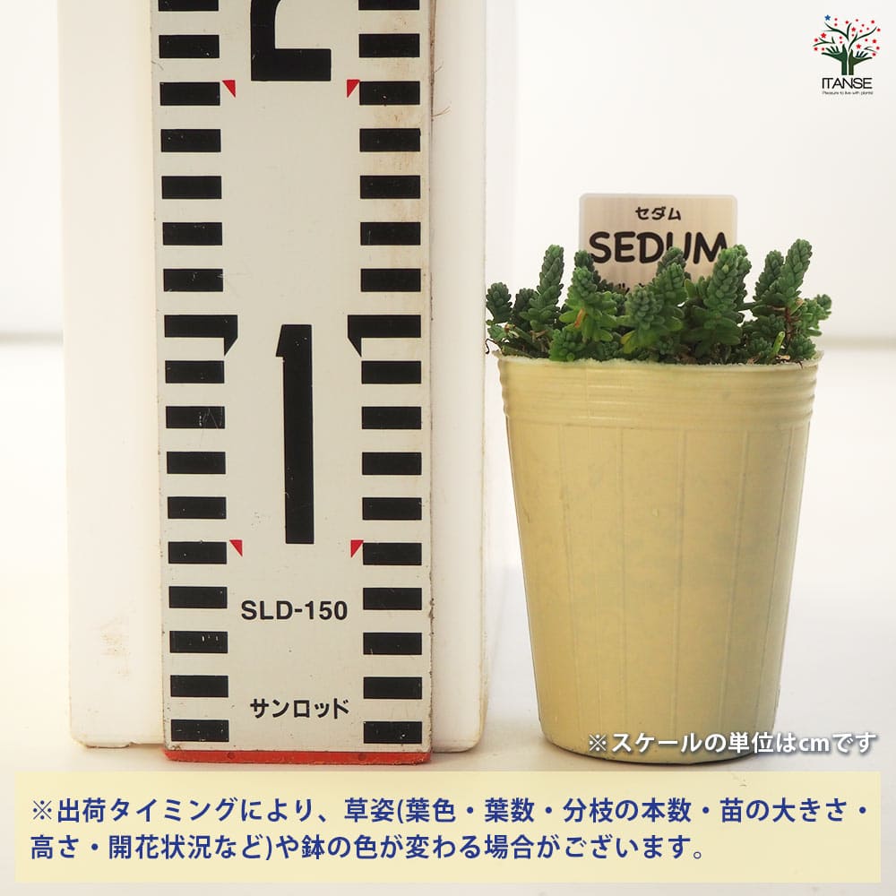 セダム ミルキーウェイ 【多肉植物 2.5号／1個～】｜ 【植物の
