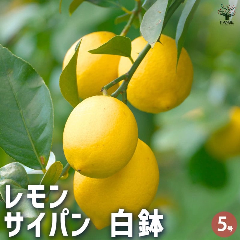 レモンの苗木 とげなしレモン 【果樹の苗木 4.5号ポット／1個売り