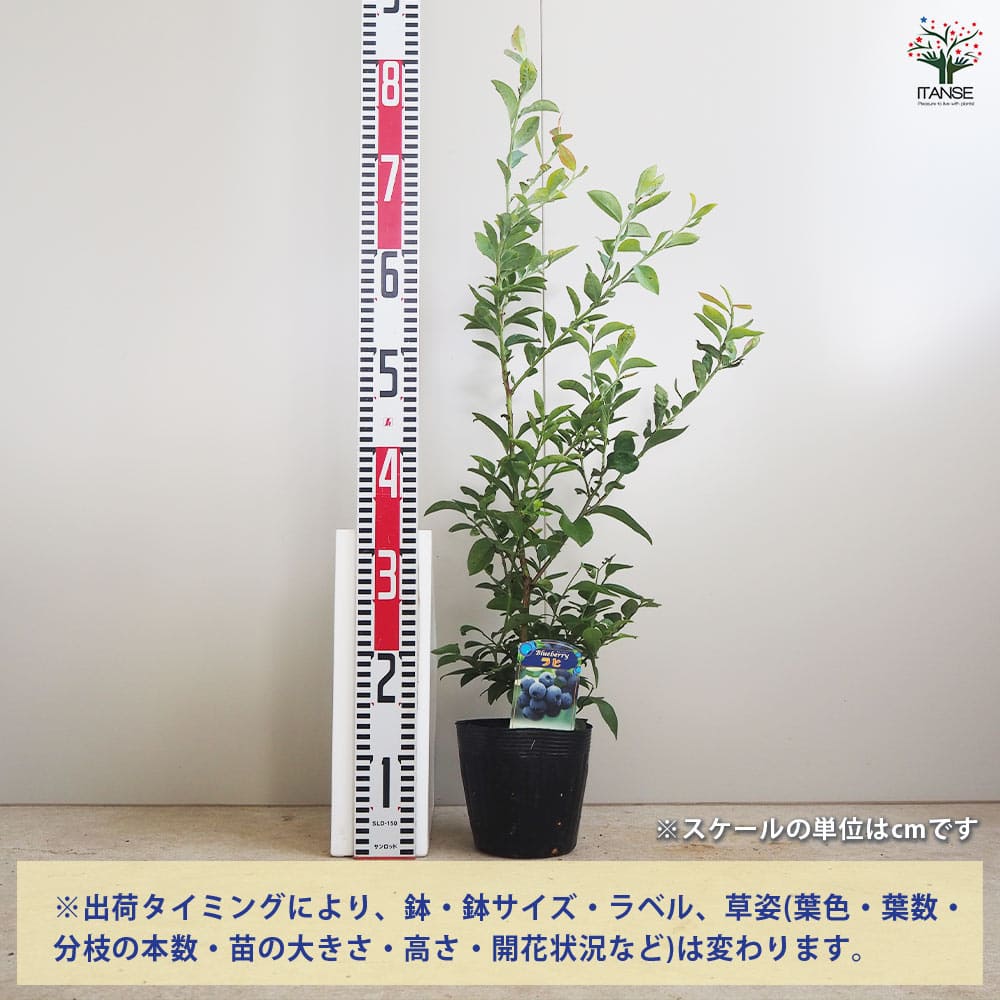 ブルーベリー ラヒ 【果樹の苗木 5号／1個売り】｜ 【植物の