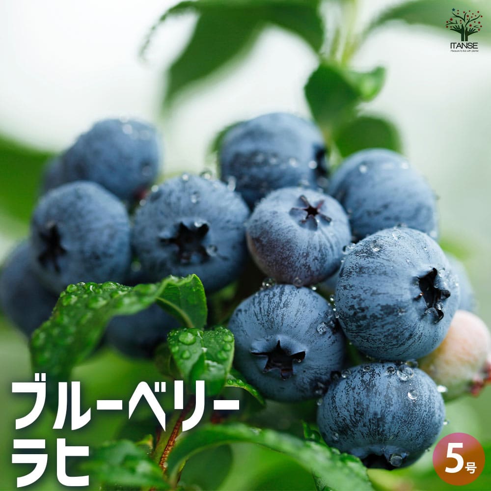 ブルーベリー ラヒ 【果樹の苗木 5号／1個売り】
