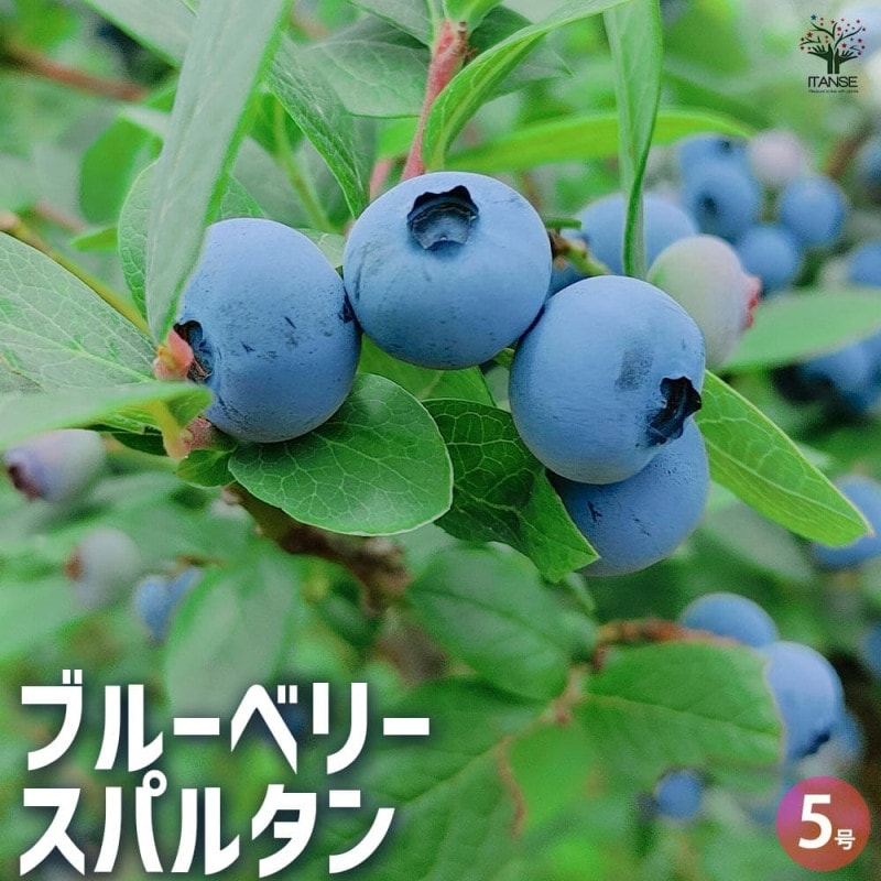 ブルーベリー｜【植物のITANSE】全品送料無料・即出荷!