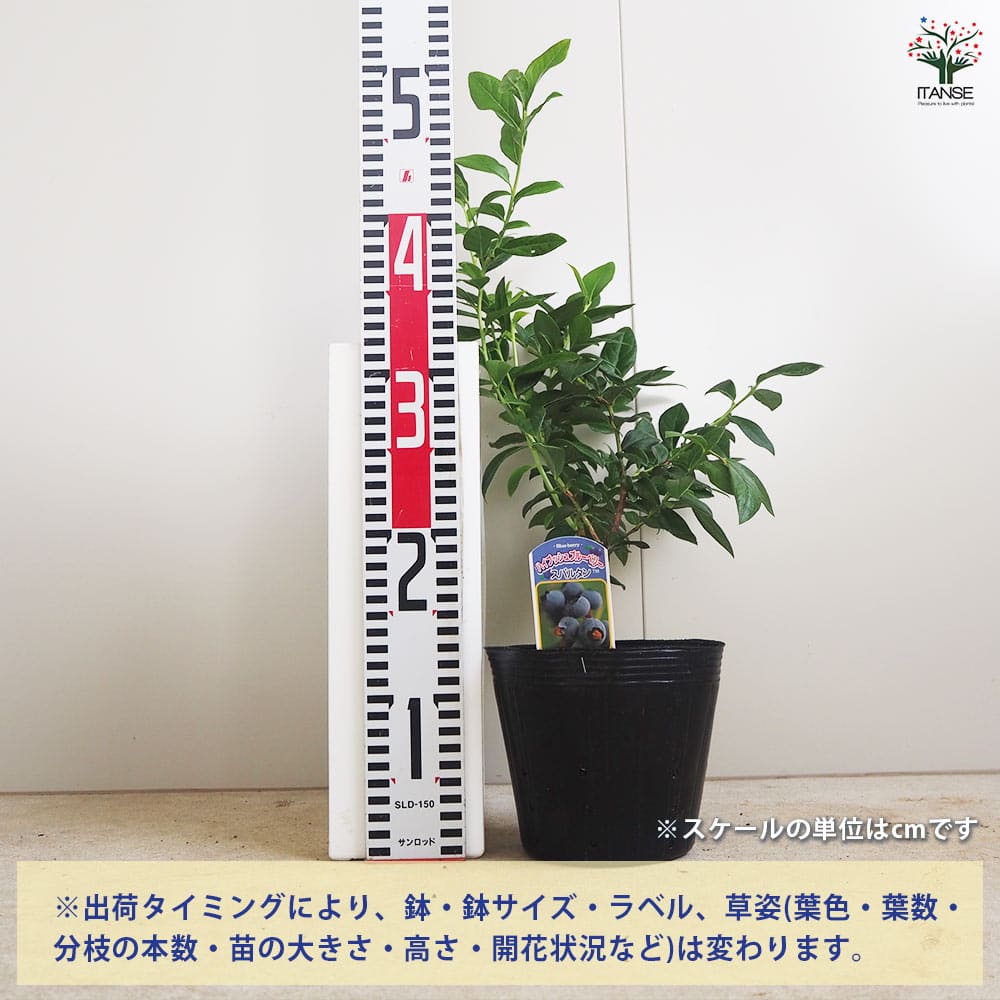 追加商品画像