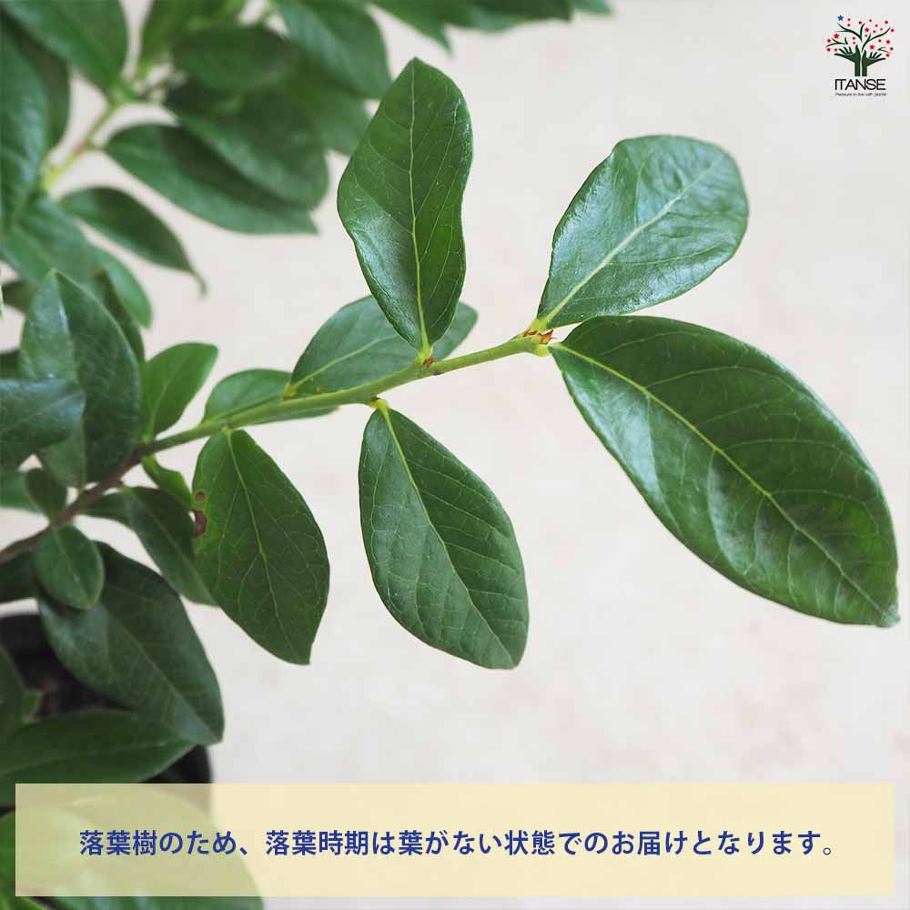 追加商品画像