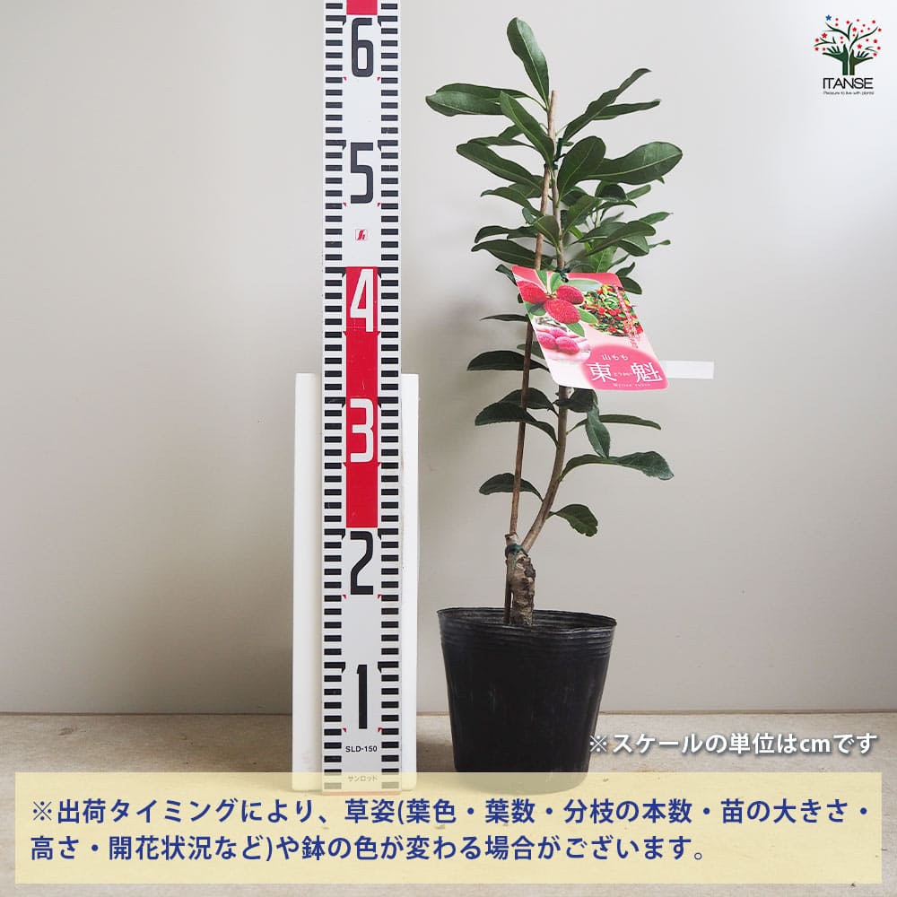 山もも 東魁 【果樹の苗木 4.5号／1個売り】｜ 【植物のITANSE
