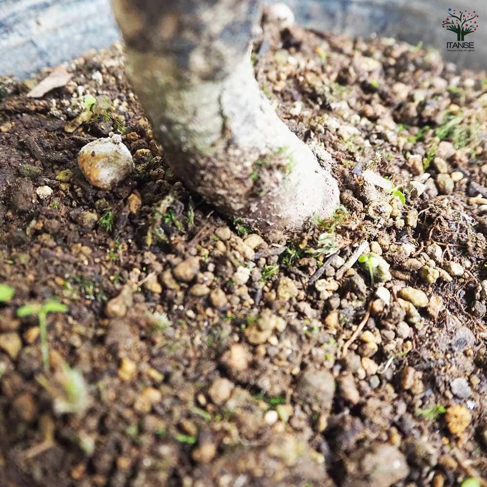 山もも 東魁 【果樹の苗木 4.5号／1個売り】｜ 【植物のITANSE