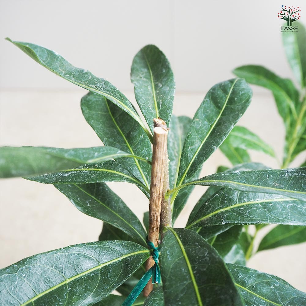 山もも 東魁 【果樹の苗木 4.5号／1個売り】｜ 【植物のITANSE